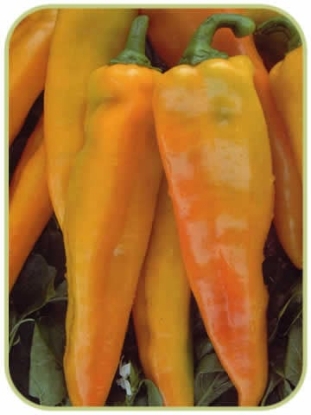 Picture of Astor F1 - Sweet Pepper